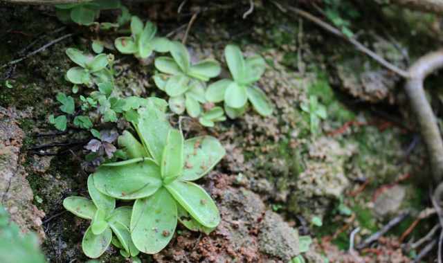 Pinguicula salva: la rara pianta carnivora  sopravvissuta all'alluvione di agosto
